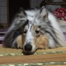 きんぎょ's profile picture