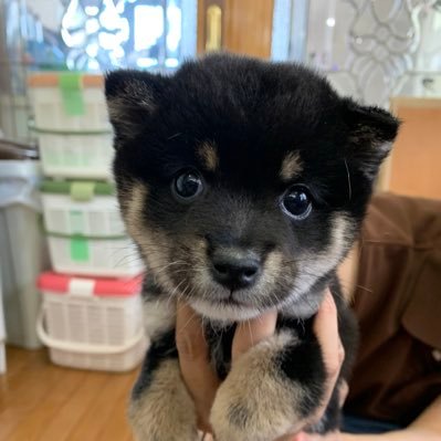 黒豆柴ダム's profile picture