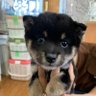 Фото профиля 黒豆柴ダム