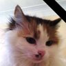 Yuliana I's profile picture