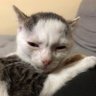 cupofnoodles's profile picture