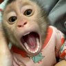 macaco's profile picture