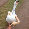 the Goose who betrayed god's profile picture