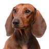 Profilbild von Max Hund