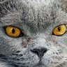 Фото профиля Greygal7