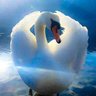 Profilbild von ConvexSwan
