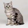Judit Ilona Kehy's profile picture