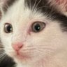 duinohl's profile picture