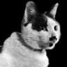 CatAbusers_CN's profile picture