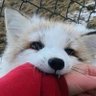 Profilbild von TheFoxLover