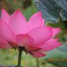 ping le (follo)'s profile picture