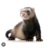 small ferret profil fotoğrafı
