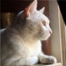 nawras1965's profile picture