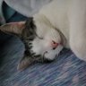 Profilbild von Guy