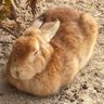 コンピューターおじいちゃん 的头像