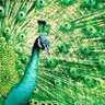 Ajay Kumar profil fotoğrafı