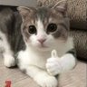KAWASAKI's profile picture