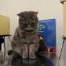 失忆蝴蝶🦋 profil fotoğrafı
