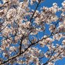 かごめ profil fotoğrafı