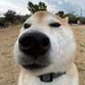 犬っころ profil fotoğrafı