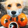 Moonshine Fox 的头像