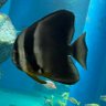 青イルカ🐬 profil fotoğrafı