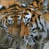 Helen Seddon profil fotoğrafı
