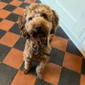 Profilbild von Baxter