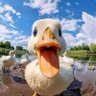 Aya Abdelraouf profil fotoğrafı
