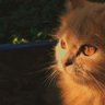 rokya🦋 profil fotoğrafı