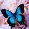 Profilbild von 🦋الغدير 🦋
