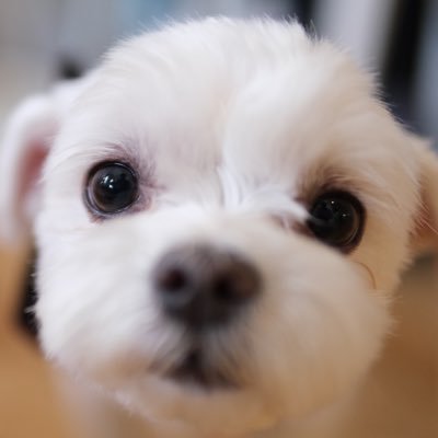 MalteseFuku's profile picture