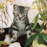 soroban's profile picture