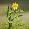 Mushabab Alwadi's profile picture