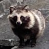 tanuki profil fotoğrafı