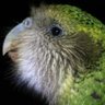 ぐーすかぴーすかカポポ家宝's profile picture