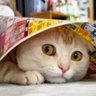 They Call Me Mr Tibbles 🇪🇺 profil fotoğrafı