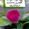 حوسو عبد الرازق profil fotoğrafı