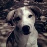 Gemini's profile picture