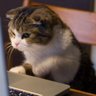Aven profil fotoğrafı