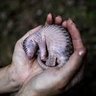 Le retour du Pangolin 的头像