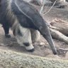 ぴば profil fotoğrafı