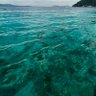 Seaturtle 的头像