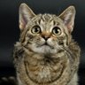 Фото профиля ねころんだ🐾