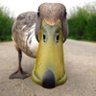 Stumbling Duck profil fotoğrafı