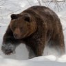 Profilbild von Boston Bear
