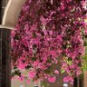 🌸الشامخه 🌸's profile picture