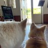 Фото профиля 看板犬がいる軽食のミックマック