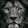 osman_abdelraouf 的头像