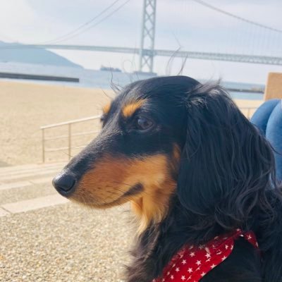 むぎしおパヤパヤ's profile picture